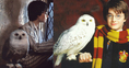 Harry Potter Geri Dönüyor! Hogwarts'a Dönüş İçin Geri Sayım Başladı