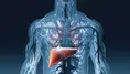 Karaciğer Sağlığını Korumak İçin Ne Yapmalıyız? Karaciğer Hastalıkları Nelerdir? Karaciğer Anatomisi