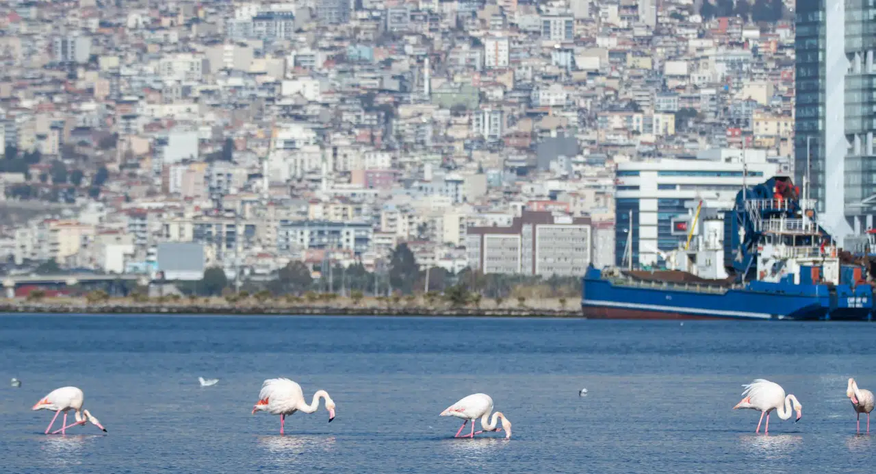 İzmir, deprem riskiyle mücadelede "İzmir Yenileniyor" projesiyle yenileniyor!