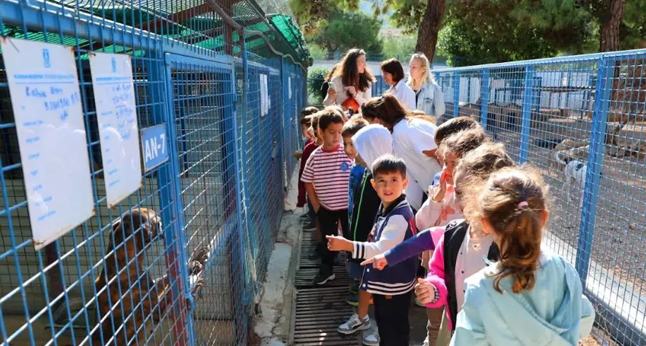 Bodrum Belediyesi, sokak hayvanları için bakım merkezlerini yeniliyor ve kısırlaştırma hizmetlerini artırıyor.