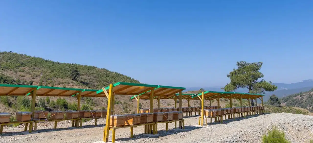 Yenişehir, Türkiye'de bir ilke imza atarak ekolojik tarım ve arı merası kurdu
