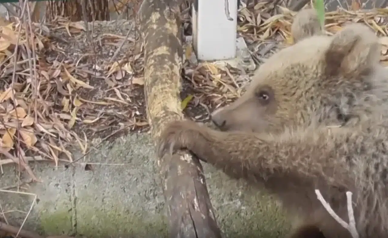 Tunceli'de vurulan yavru boz ayı için balistik inceleme başlatıldı