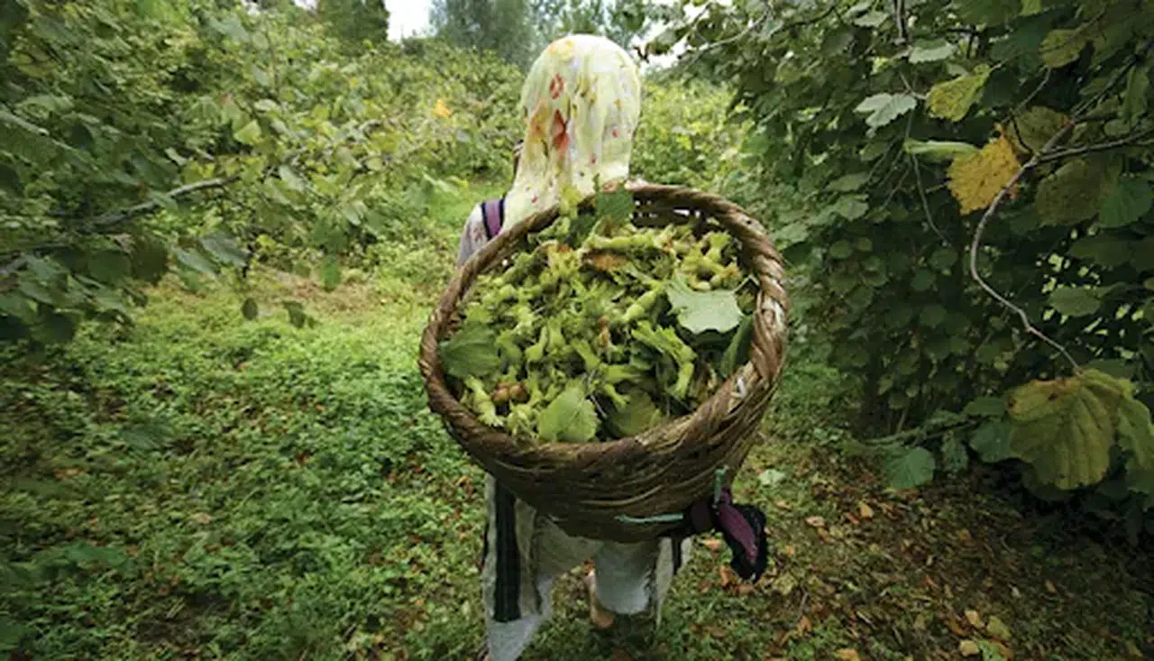 CHP'li Özgür Karabat'tan Ferrero'nun fındık alım durdurma kararına sert tepki!