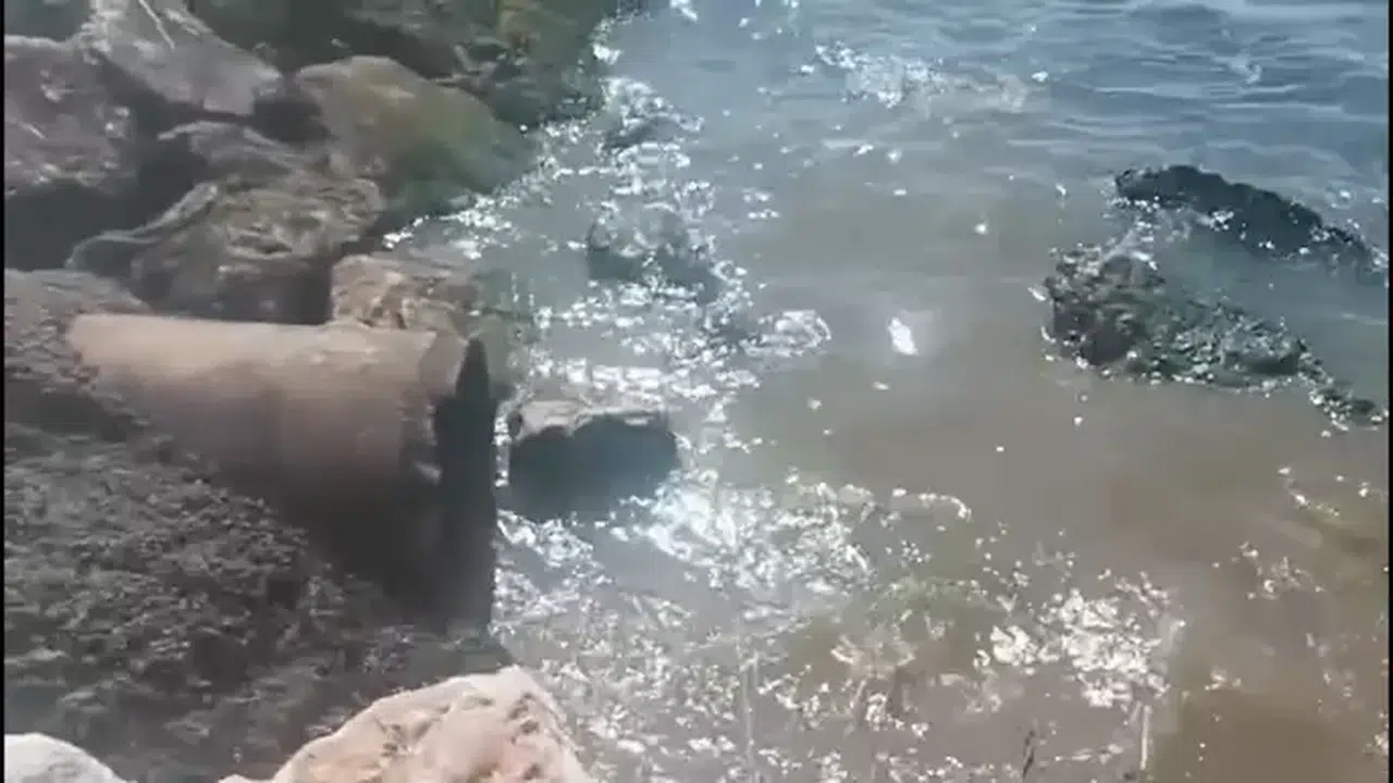 Yalova Belediyesi’ne Denize Atık Su Deşarjı Nedeniyle 1,3 Milyon TL Ceza