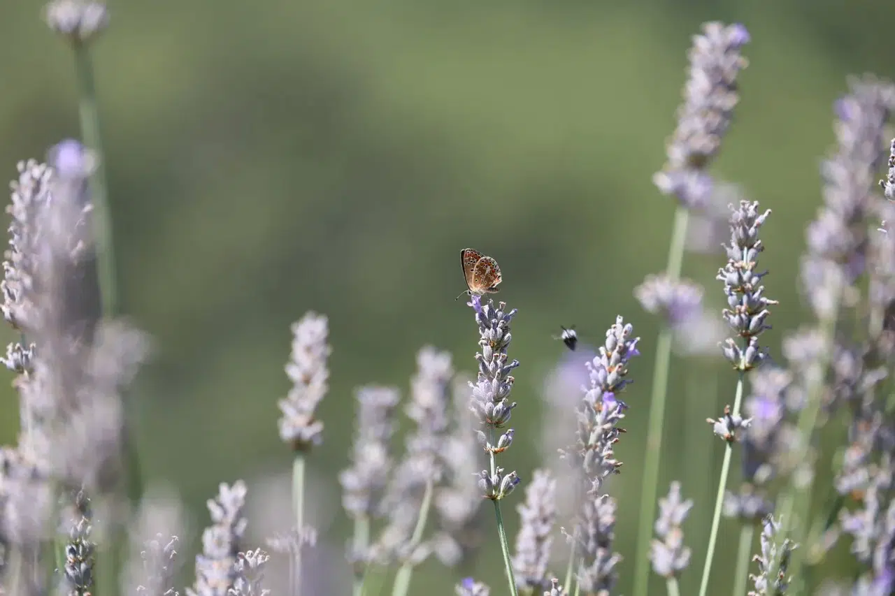 Gençlik ve Tarım Kampı’nın Birinci Dönemi Tamamlandı