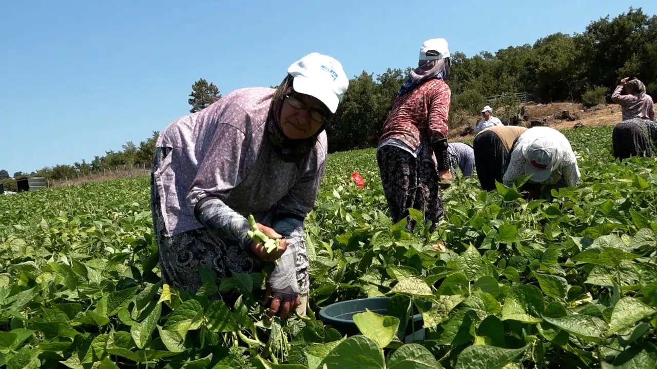 Balıkesirli Çiftçilerden Başkan Akın’a Teşekkür: “Emeğimizin Karşılığını Alıyoruz”