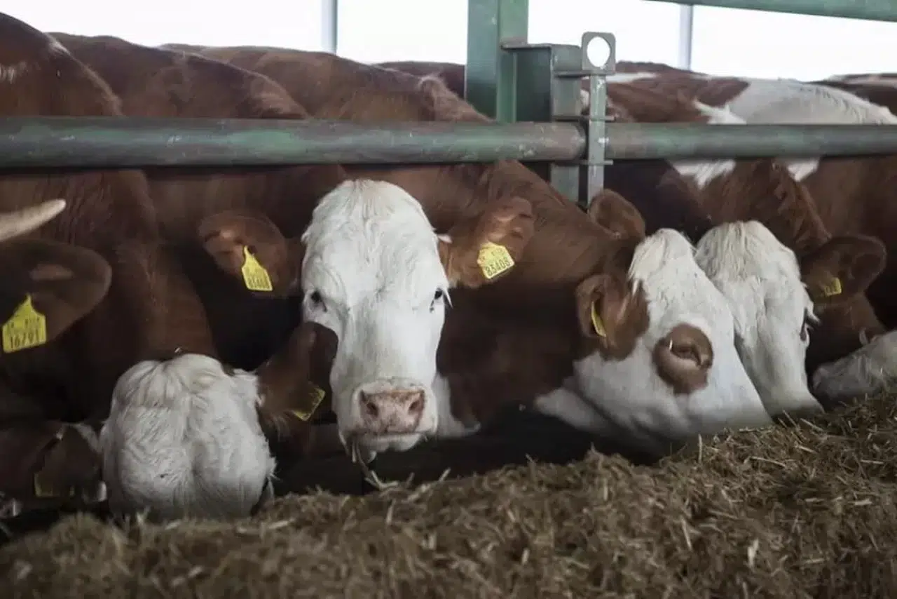 CHP'li Gürer: "100 baş hayvanın maliyeti 13 milyon lira!"