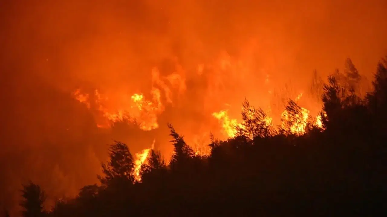 İzmir'de bir orman yangını daha