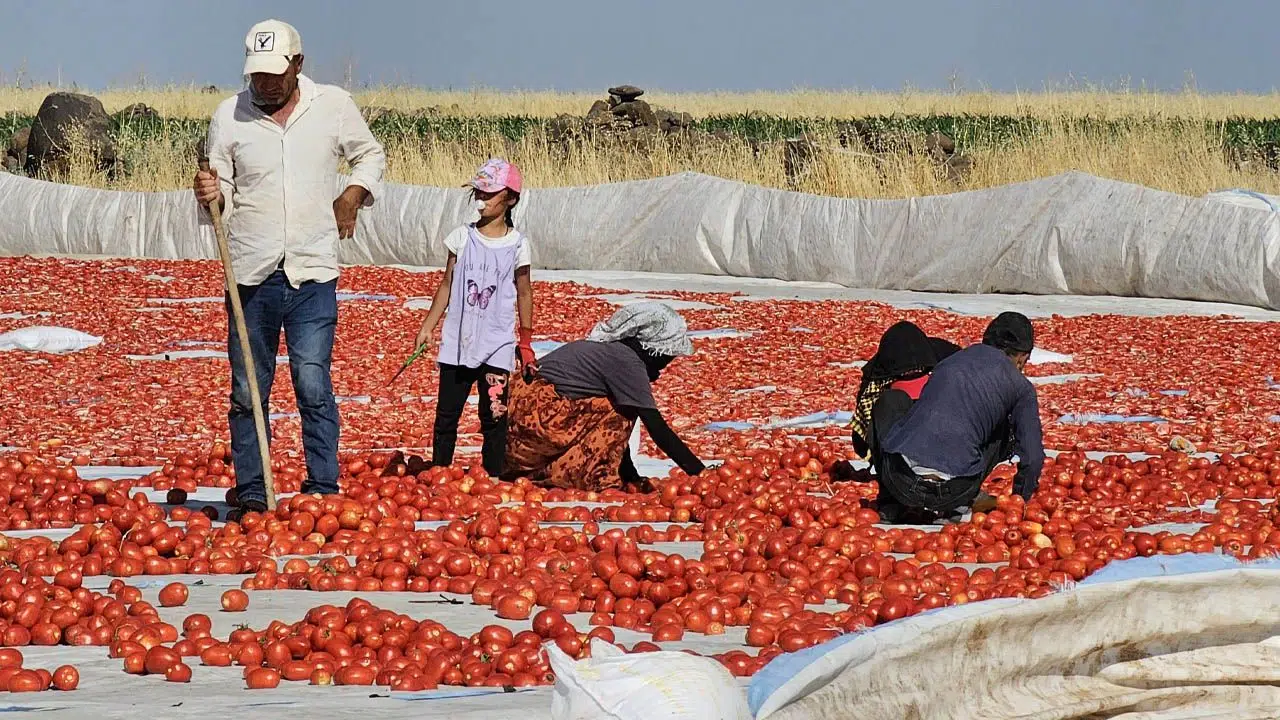 Karacadağ Eteklerinden Avrupa Mutfaklarına: Kurutulmuş Domates İhracatı Sürüyor