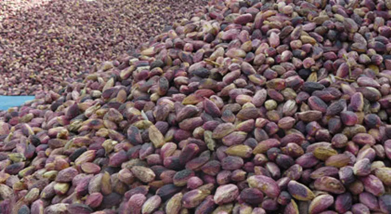 Fıstık fiyatları için stokçular suçlanıyor