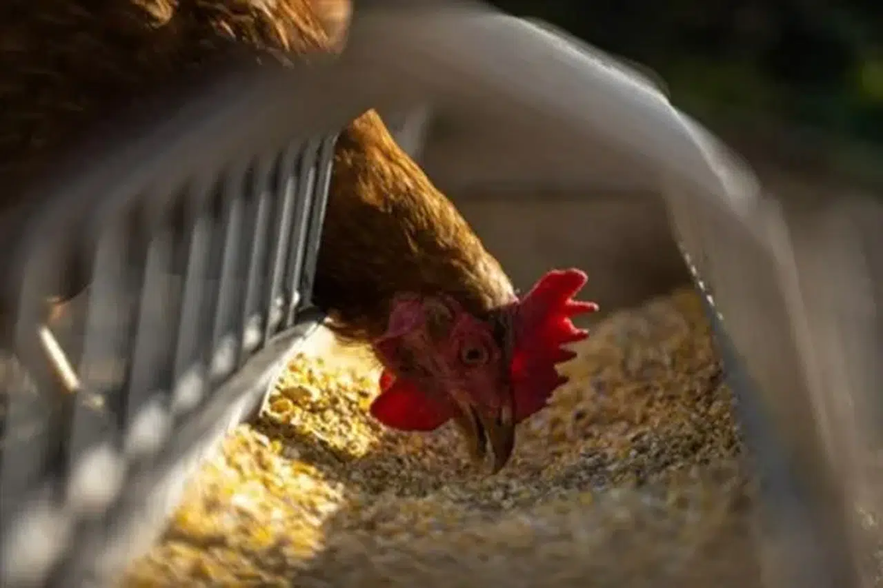 TÜİK: Haziran 2025'te yumurta üretimi düştü, tavuk etinde artış kaydedildi!