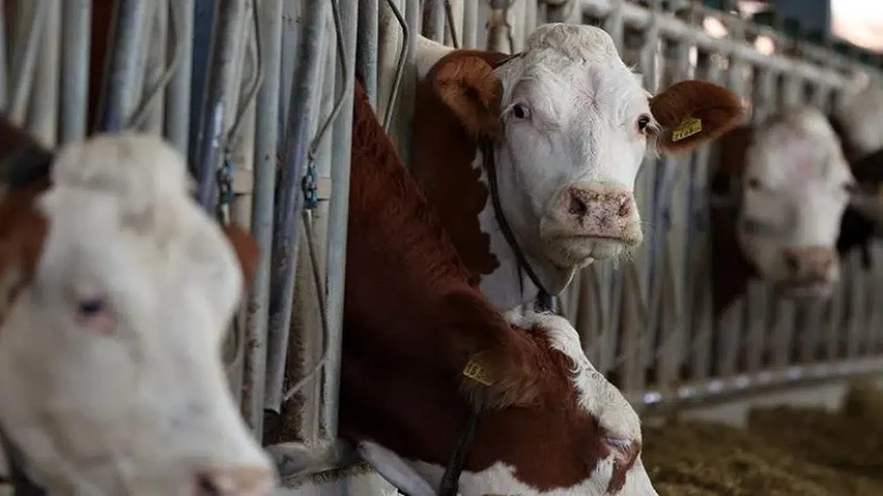TVHB: Şap Hastalığı ile Mücadelede Veteriner Hekim İhtiyacı Artıyor