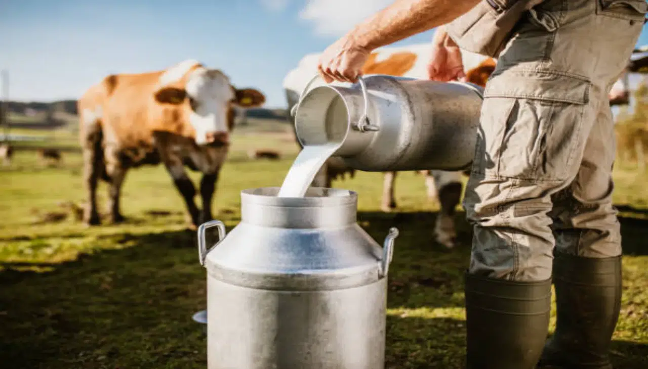 Sütte Azalma, Peynir ve Yoğurtta Artış: TÜİK Verileri Açıklandı!
