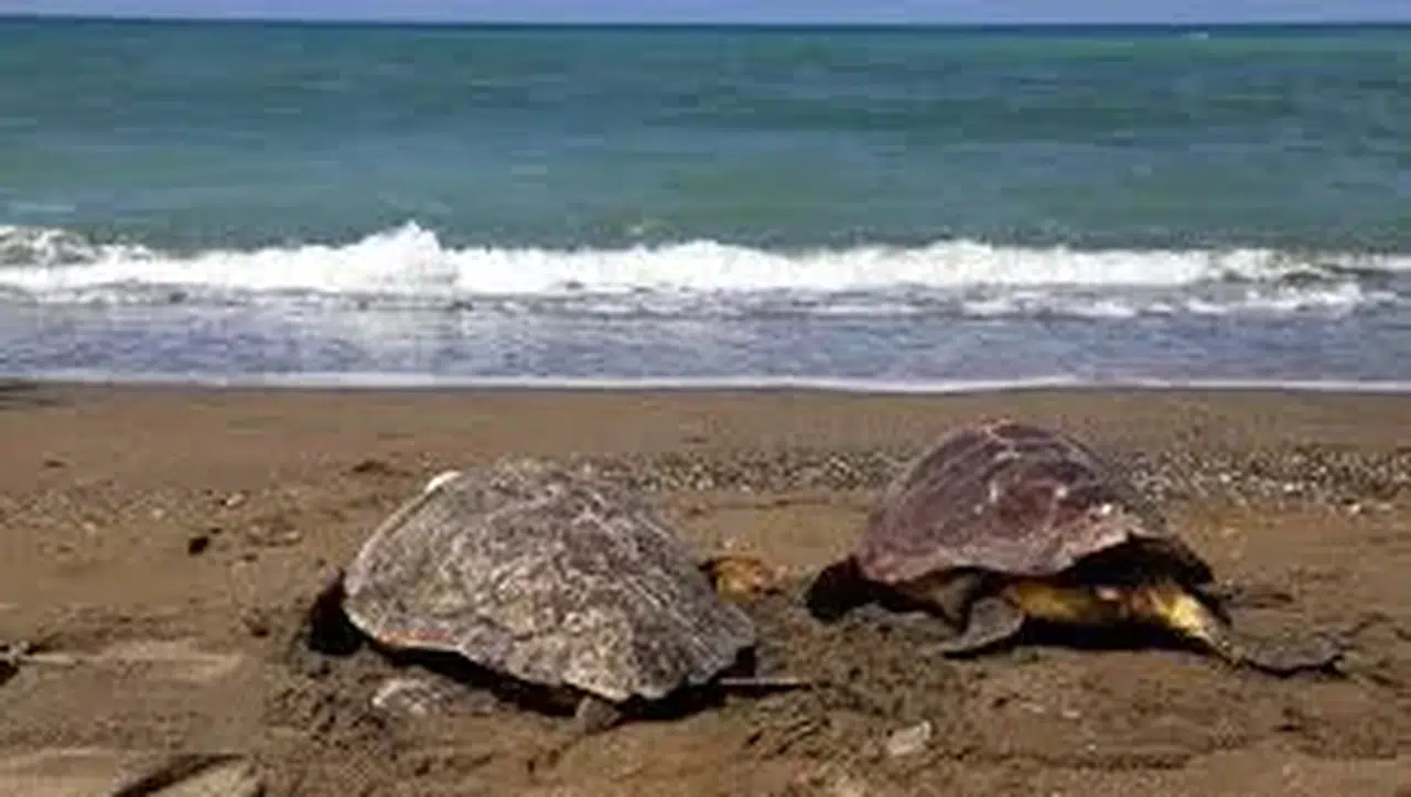 Yine 'Caretta caretta saldırdı' iddiası: Kameramı üç kere ağzına soktum, öyle kurtuldum