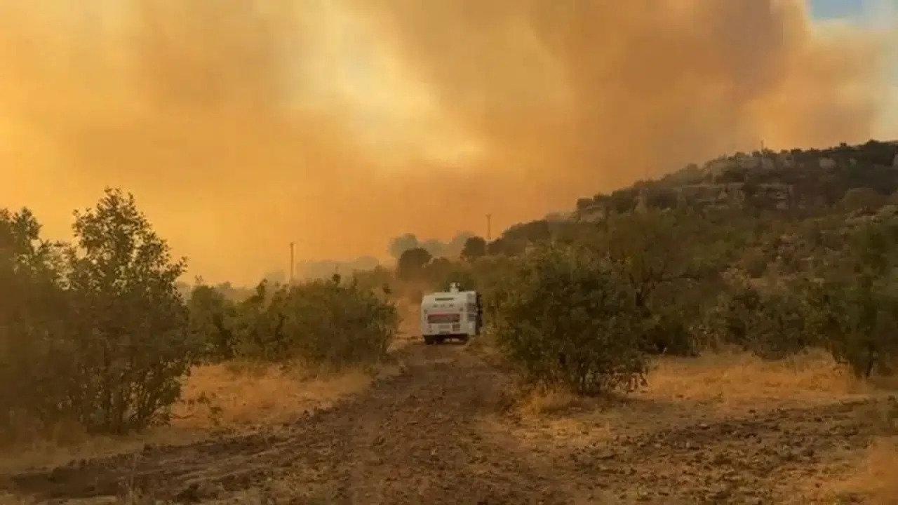 Diyarbakır’daki Yangında 230 Hektarlık Alan Etkilendi, Hayvanlar ve Tarımda Kayıplar Var