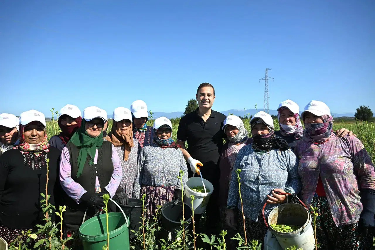 Balıkesir'de Çiftçi Destek Programı ile Bamya Üreticilerine Destek Sağlanıyor