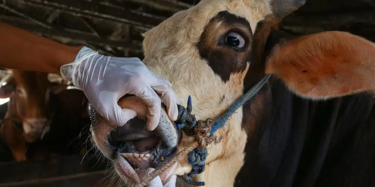 Ardahan Alarmda: Şap Hastalığı Hayvancılığı Çökertti!