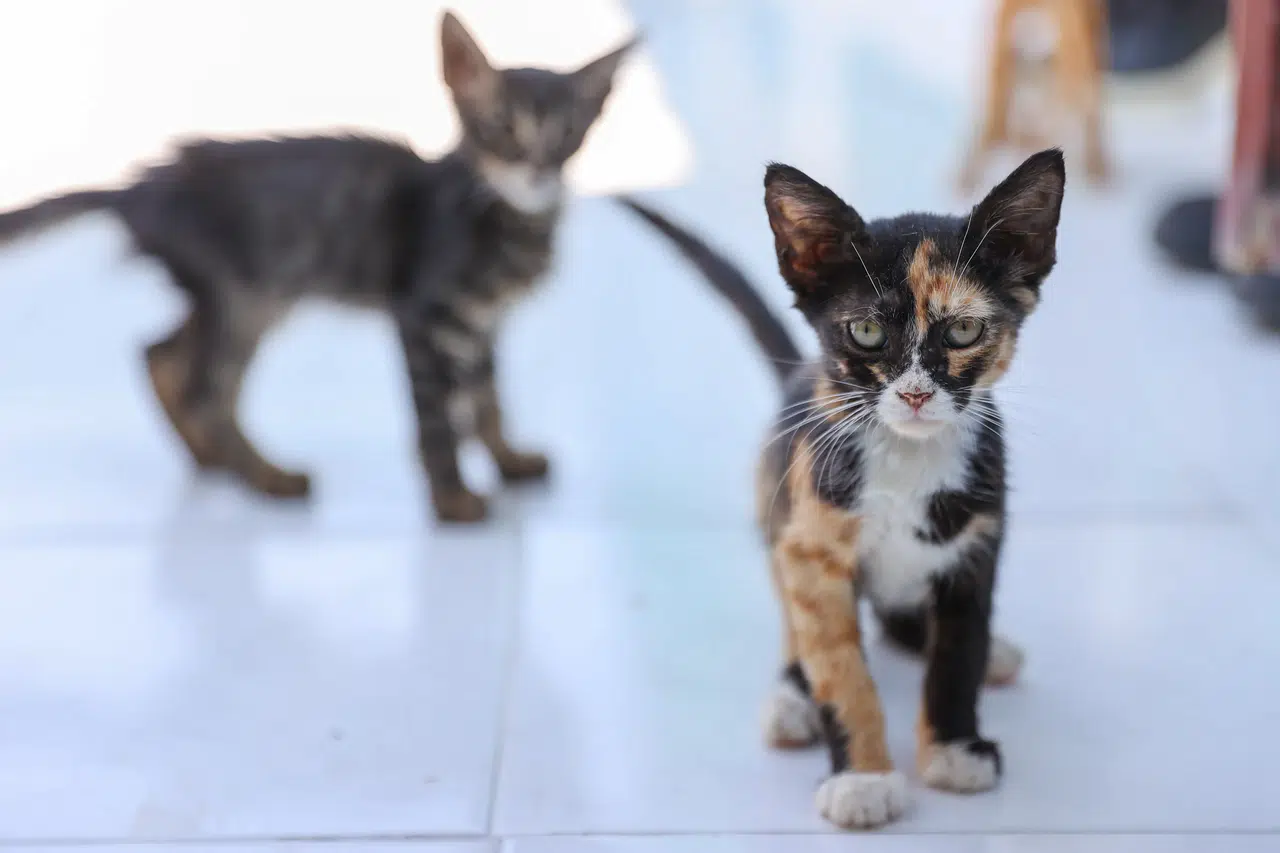 Buca Belediyesi 212 Sokak Hayvanını Yeni Yuvaya Kavuşturdu