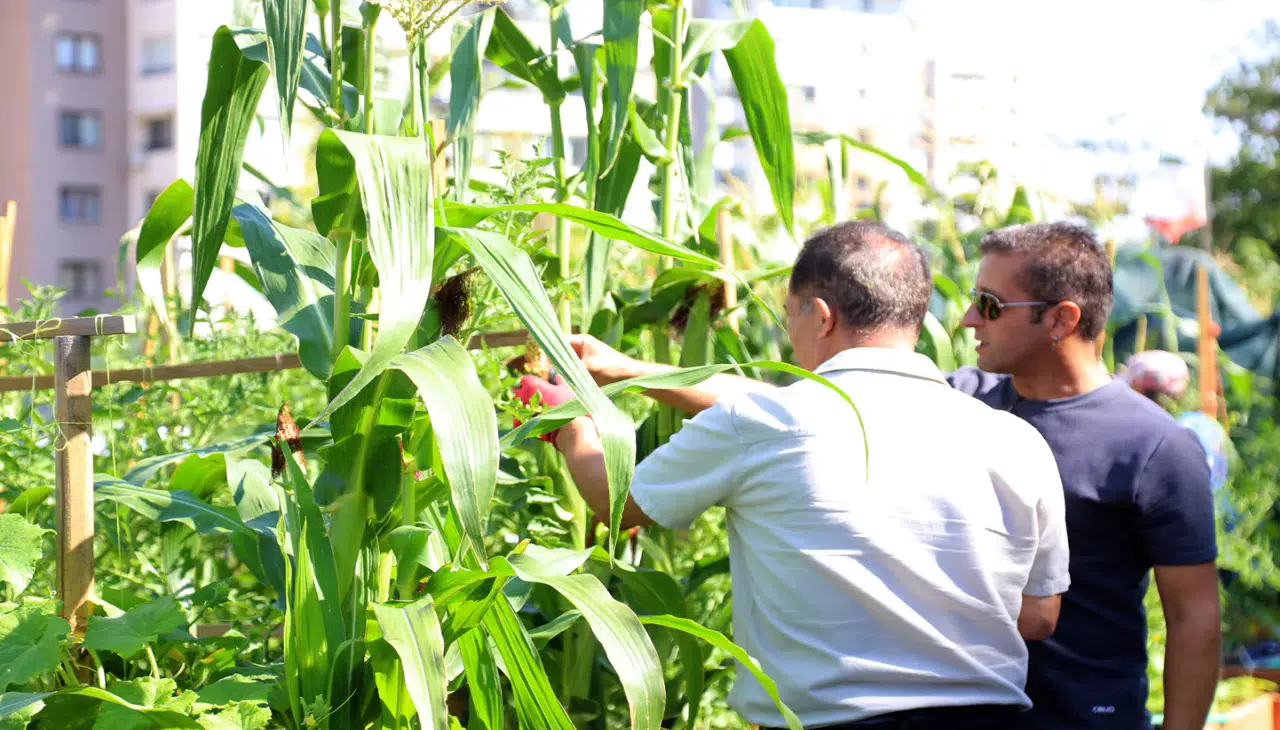 Çankaya'da Kent Bostanlarında Sebze Yetiştiriciliği Eğitimi Başarıyla Tamamlandı!