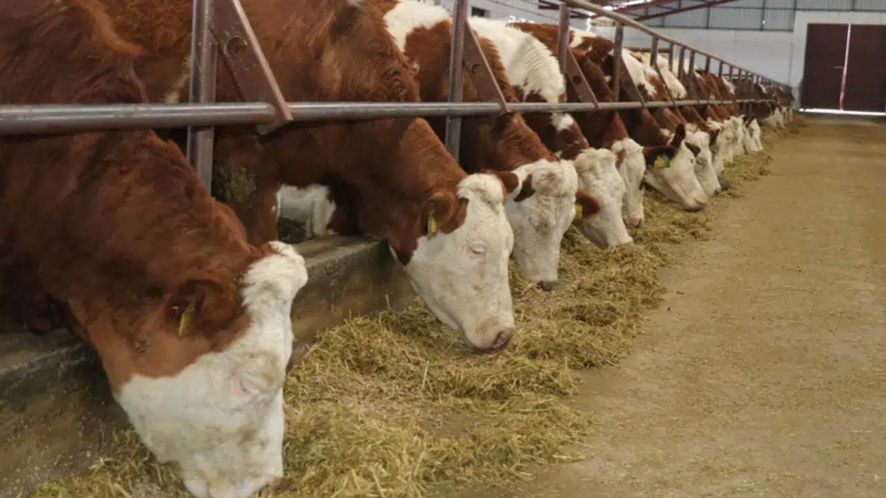 CHP'li Barut: Şap salgınına karşı yeterli önlem alınmadı, halk sağlığı tehlikede!