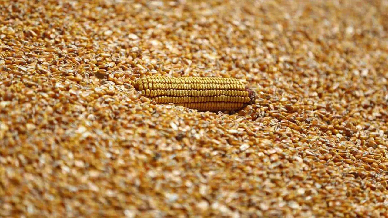 Kadirli çiftçileri mısır fiyatına tepkili: "Bizi kurtarmıyor, çiftçiliği bırakacağız"