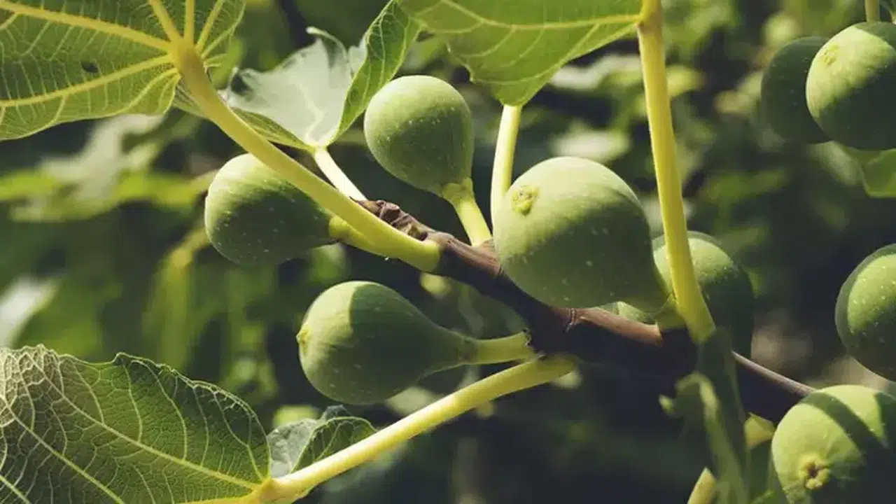 İklim Krizi ve Enerji Santralleri Aydın’ın İncirini Vuruyor