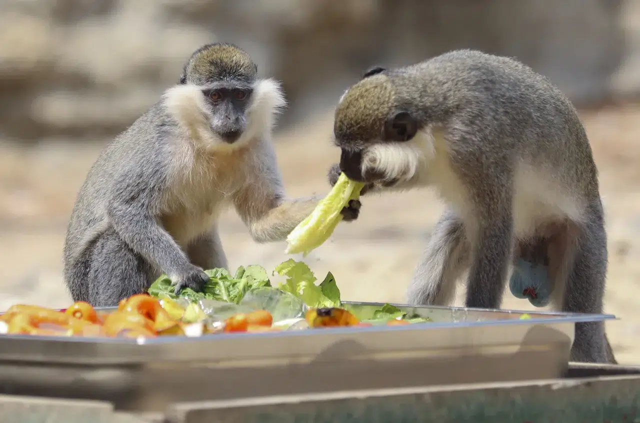 Mersin’de Kavurucu Sıcağa Karşı Hayvanlara Fıskiye ve Buzlu Meyve Desteği