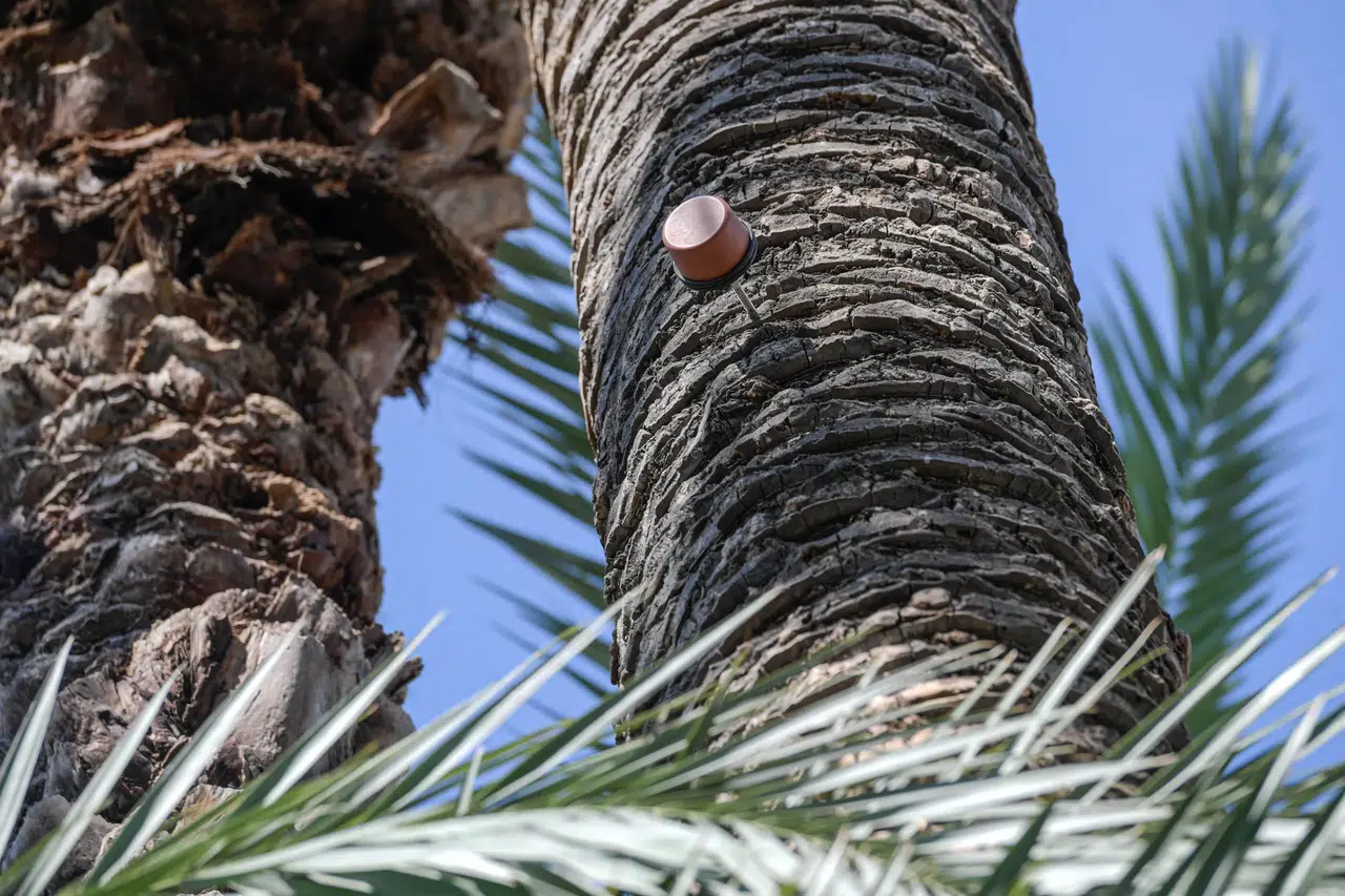 İzmir, palmiye ağaçlarını korumak için yapay zeka ve sismik sensör kullanıyor!
