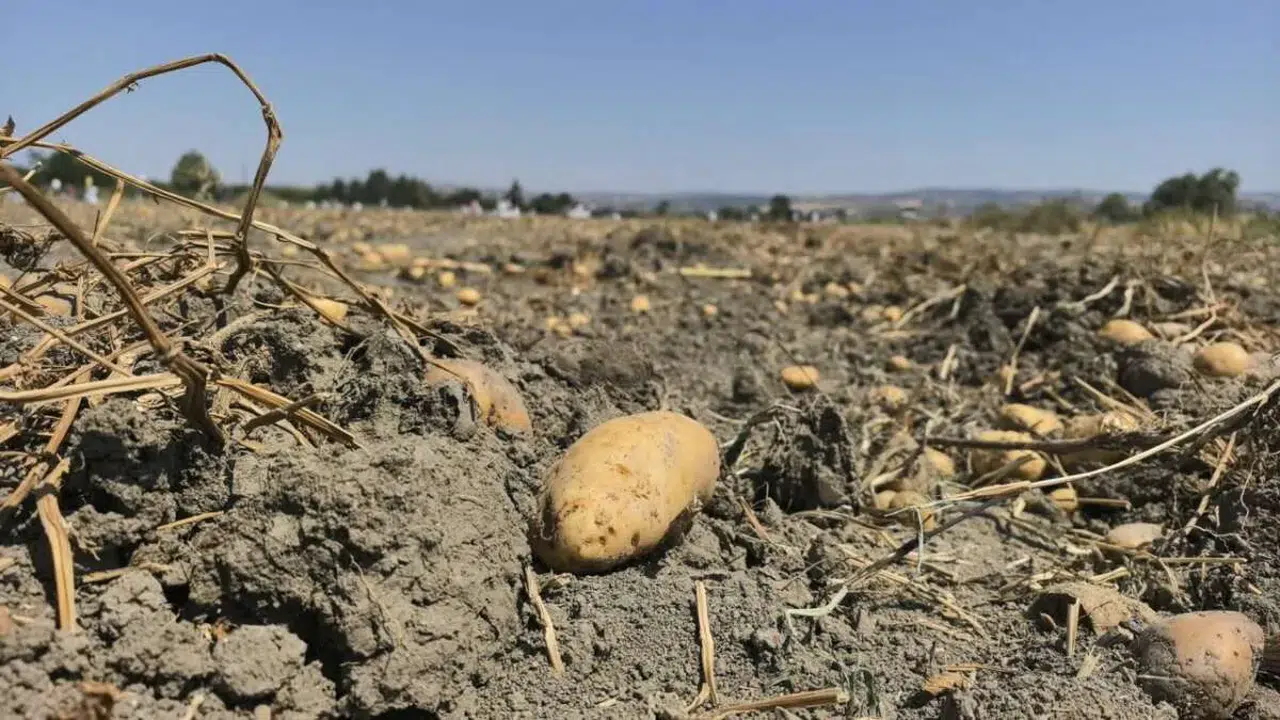 CHP’li Erhan Adem: “Patates Dağıtan Çiftçiye Soruşturma Zulümdür”