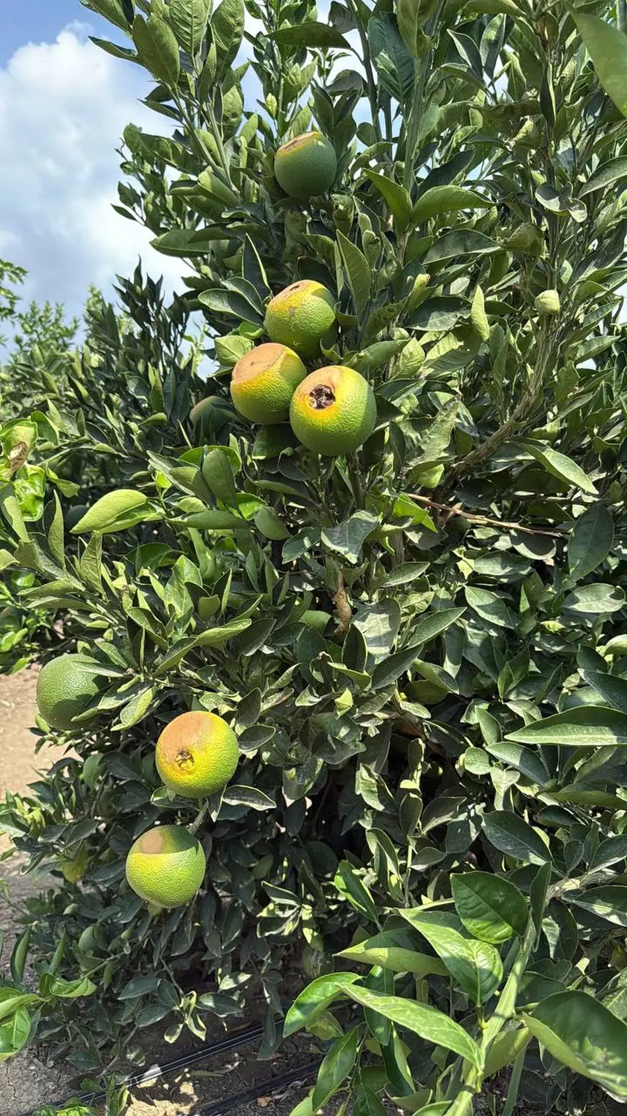 Aşırı sıcakla boğuşan çiftçiler için CHP'li vekilden iktidara çağrı