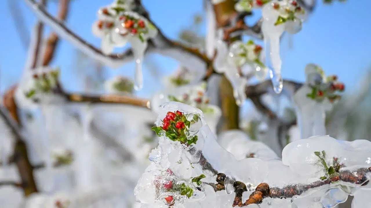 Zirai don zararına, çiftçilere destekleme ödemesi yapılacak!