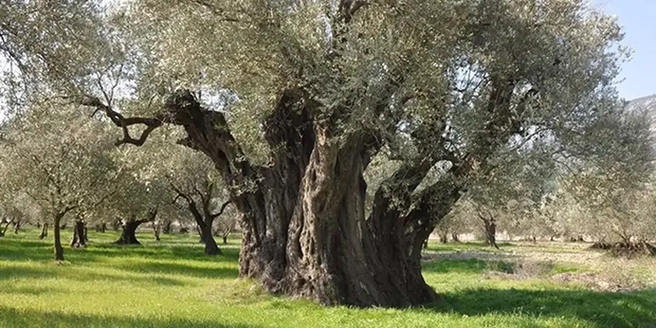 260 milletvekili Anayasa Mahkemesi'nde zeytinlikleri korumak için yasa iptali davası açtı