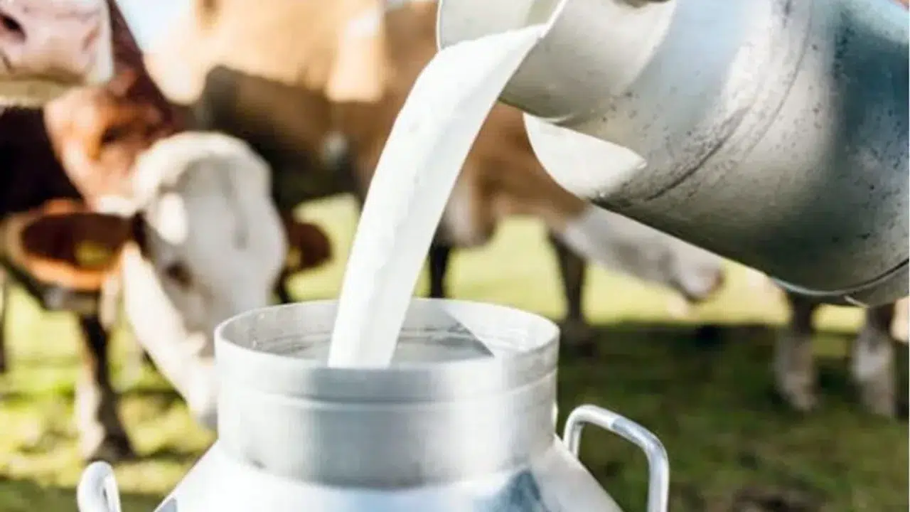 CHP'li Adem: Çiğ süt fiyatları üreticiyi batırıyor, derhal revize edilmeli!