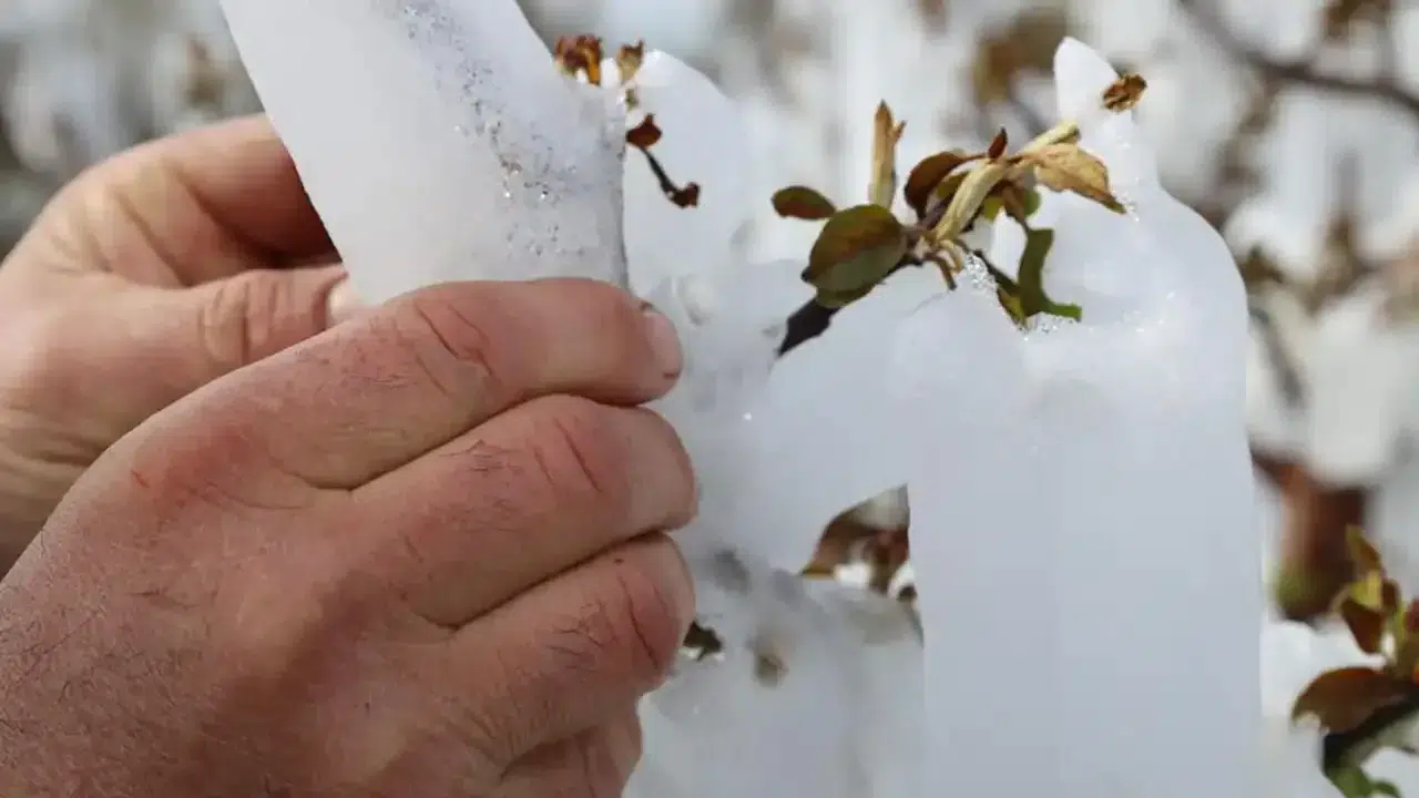 CHP'li Ulaş Karasu'dan zirai don çıkışı: Çiftçilerin borçları ertelenmeli, afet bölgesi ilan edilmeli