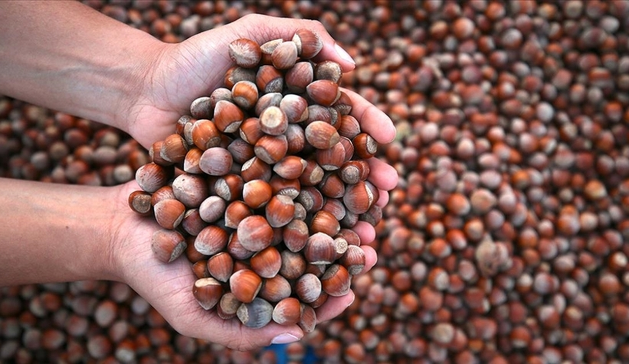 Fındıkta Çifte Darbe: Don Vurdu, Kokarca Bitirdi