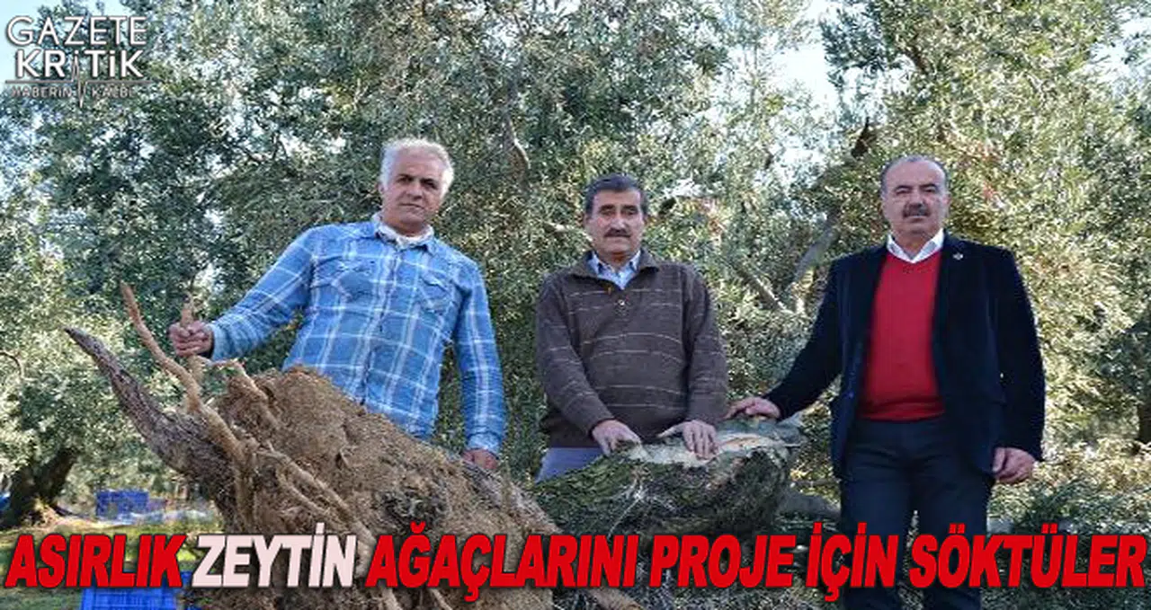 ASIRLIK ZEYTİN AĞAÇLARINI PROJE İÇİN SÖKTÜLER