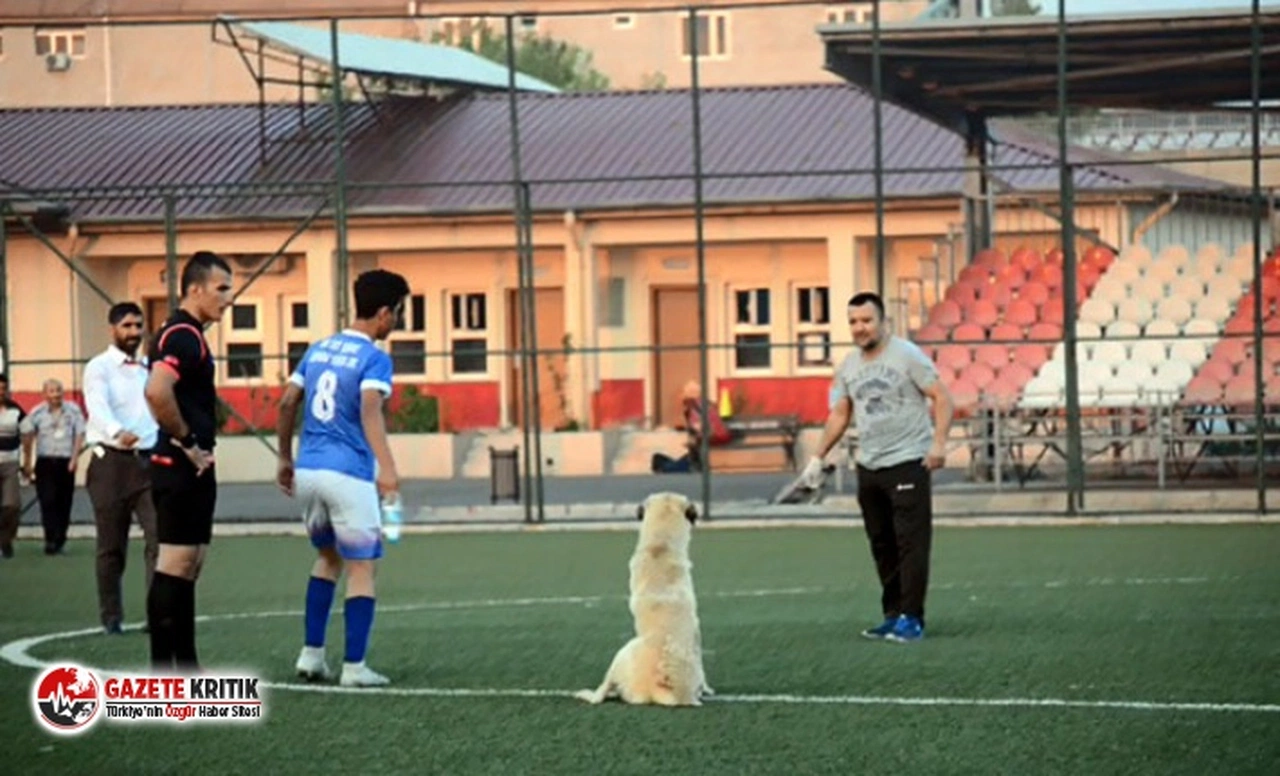 Oyun oynamak isteyen köpek sahaya girince maça ara verildi
