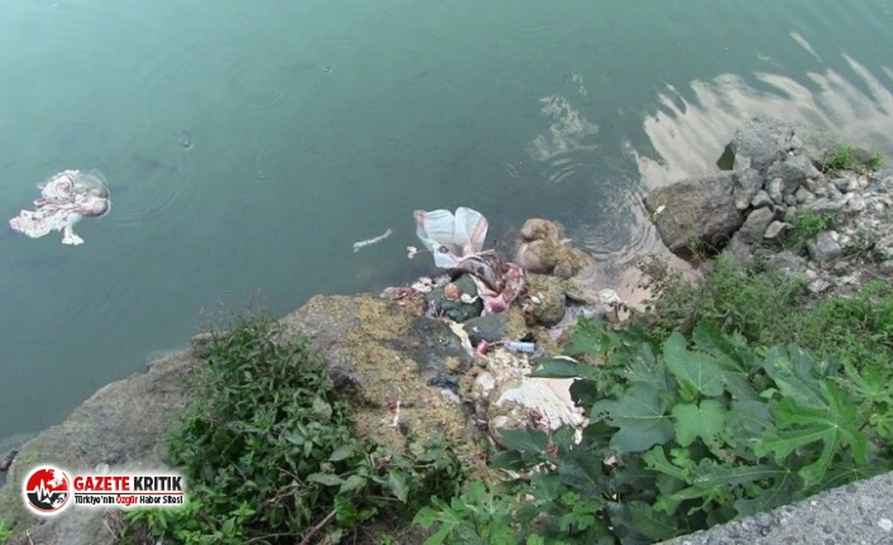 Artvin'de kurban atıklarını baraj gölüne attılar