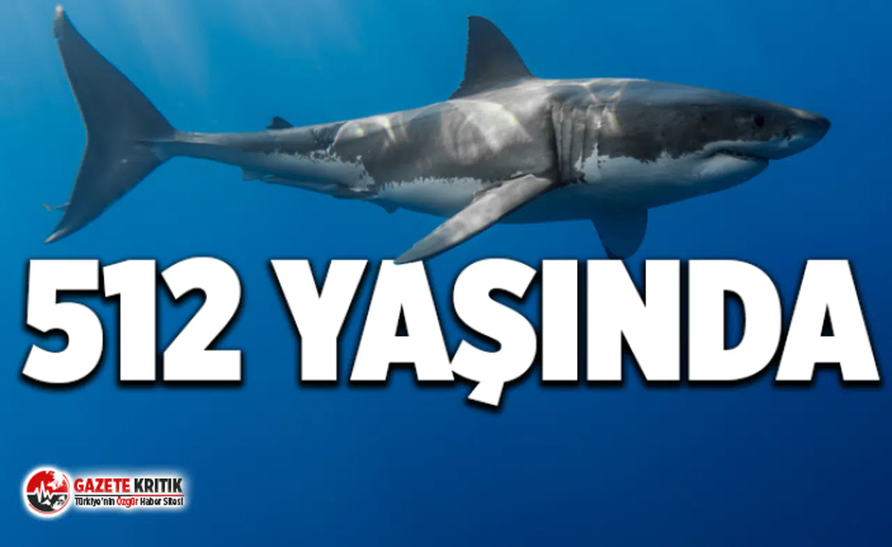 Grönland’da 512 yaşında köpekbalığı tespit edildi