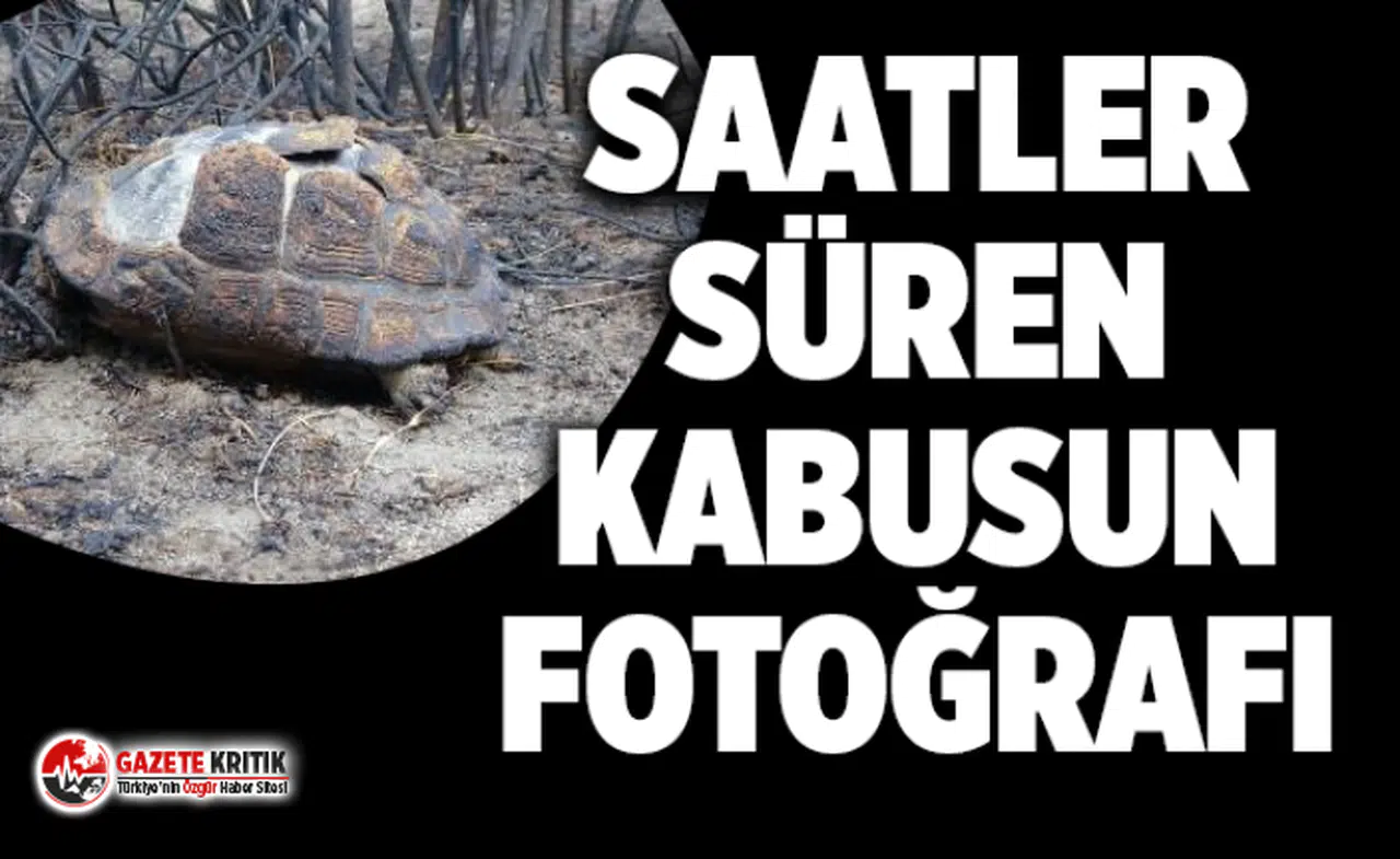 Marmara Adası'nda saatler süren kabus ! 80 hektar kül oldu