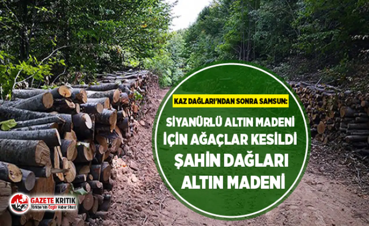 Kaz Dağları'ndan sonra Samsun: Siyanürlü altın madeni için ağaçlar kesildi Şahin dağları altın madeni