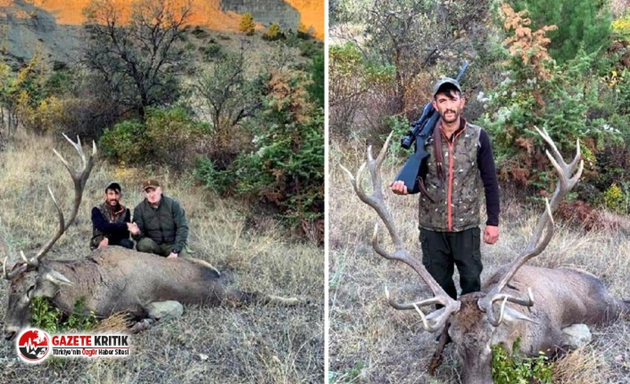 Dünya Hayvanları Koruma Günü'nde kızıl geyiği vurmuşlardı; 9 bin TL karşılığında izinle avladıkları ortaya çıktı