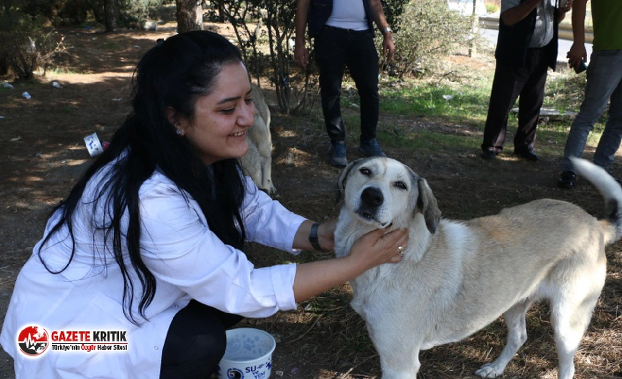 Kartal Belediyesi’nden 4 Ekim’de Sokak Hayvanlarına Mama Desteği