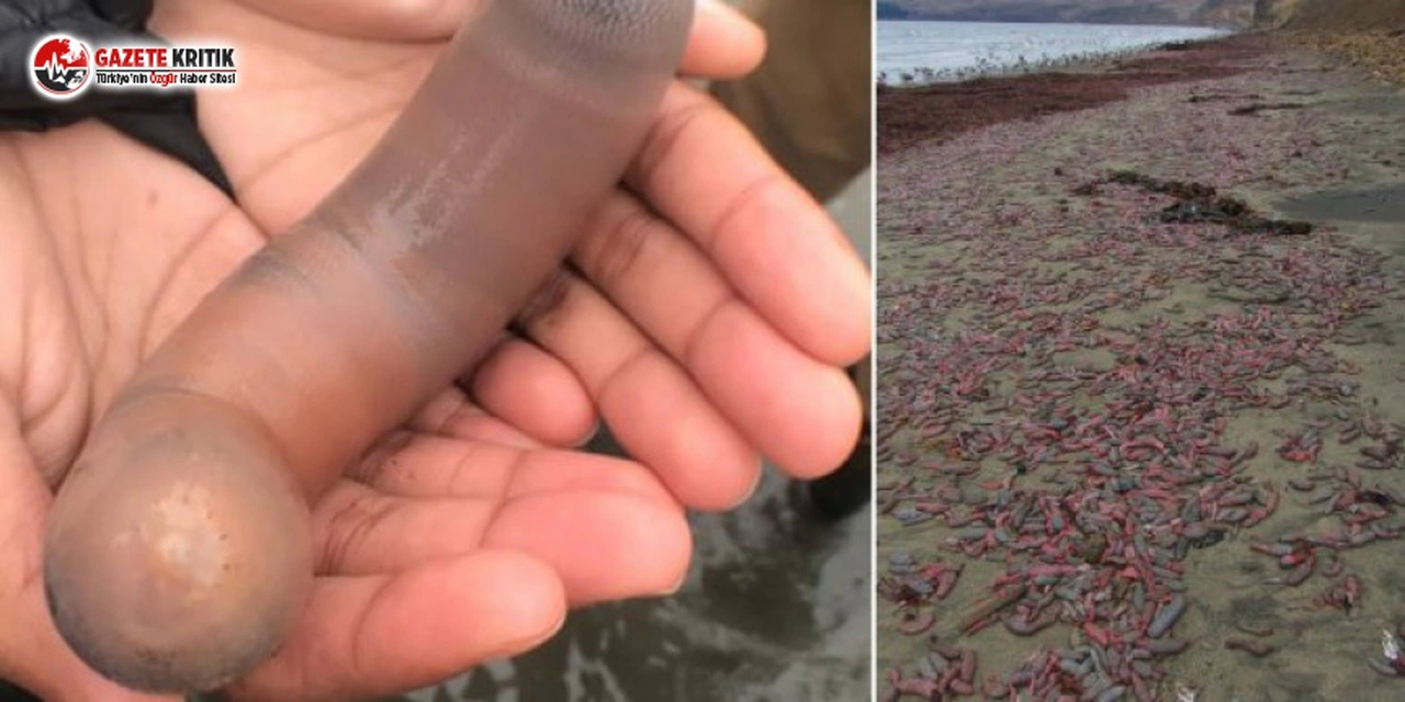 Bir Anda Binlerce Penis Balığı Kıyıya Vurdu