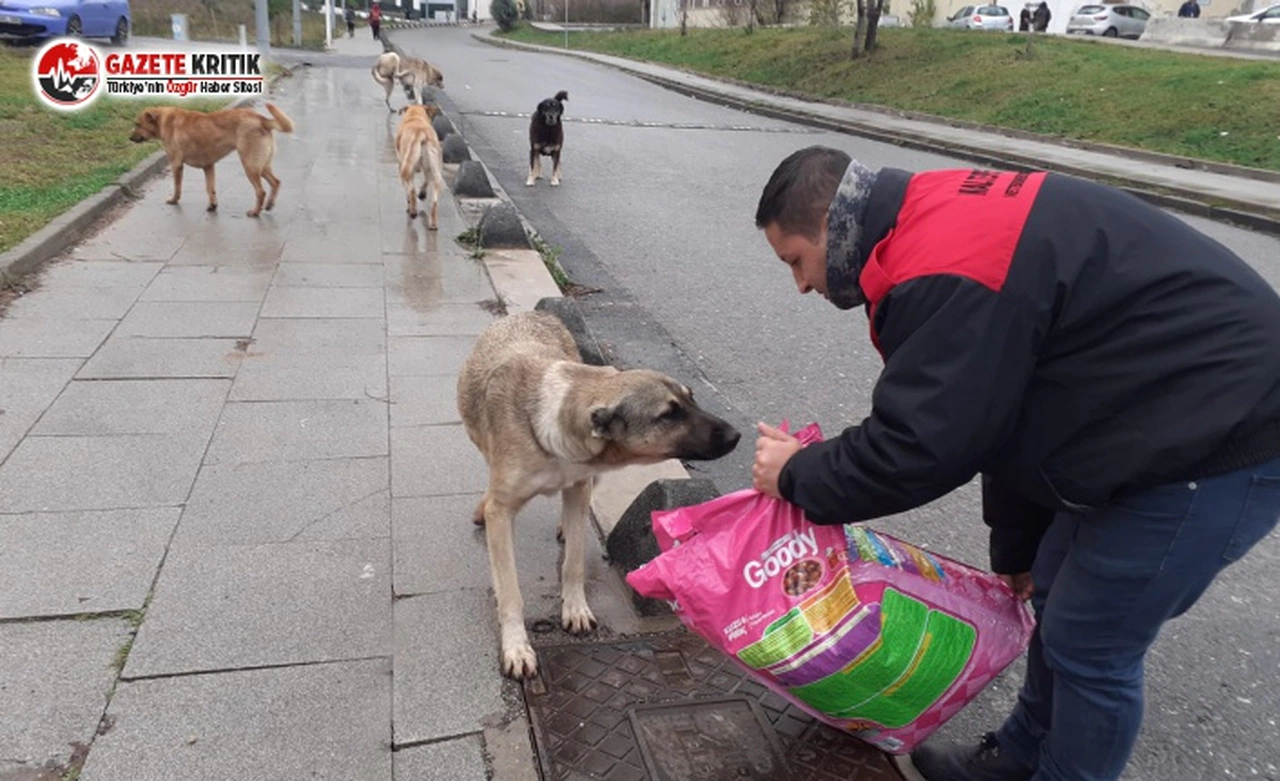Maltepe’deki can dostlara bin 500 kilogram mama