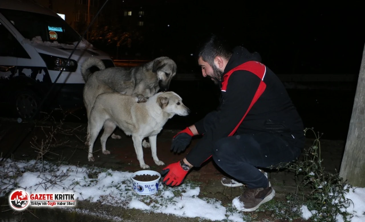 Kartal Belediyesi Soğuk Kış Günlerinde de Sokak Hayvanlarının Yanında