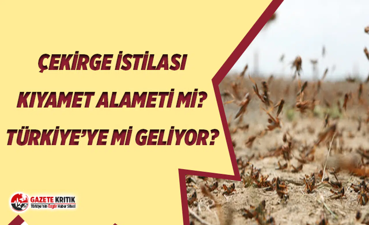 Çekirge istilası nerede? Kıyamet alametleri mi? Çekirge istilası Türkiye'ye mi geliyor? Son durum...