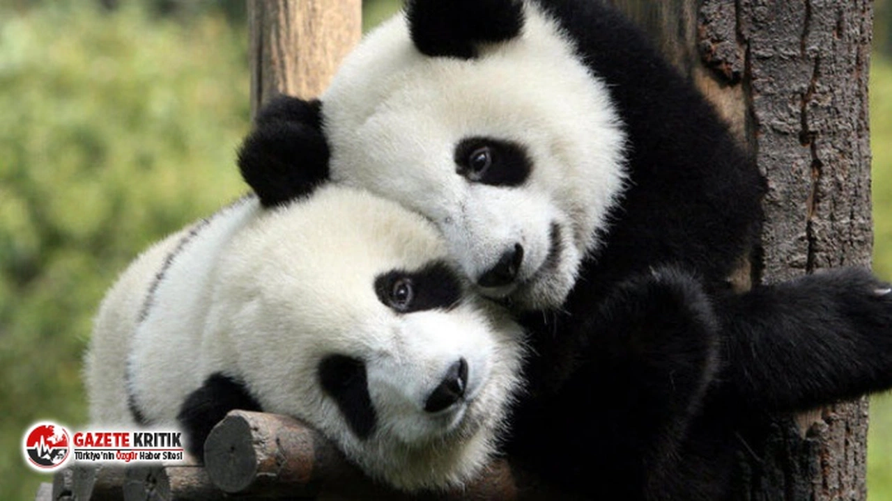 Yetkililerin 10 yılda yapamadığını karantina yaptı: Kapatılan hayvanat bahçesindeki pandalar ilk kez çiftleşti