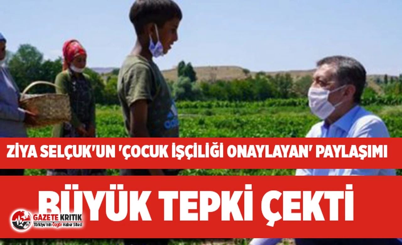 Bakan Selçuk'un 'çocuk işçiliği normalleştiren' paylaşımı büyük tepki çekti!