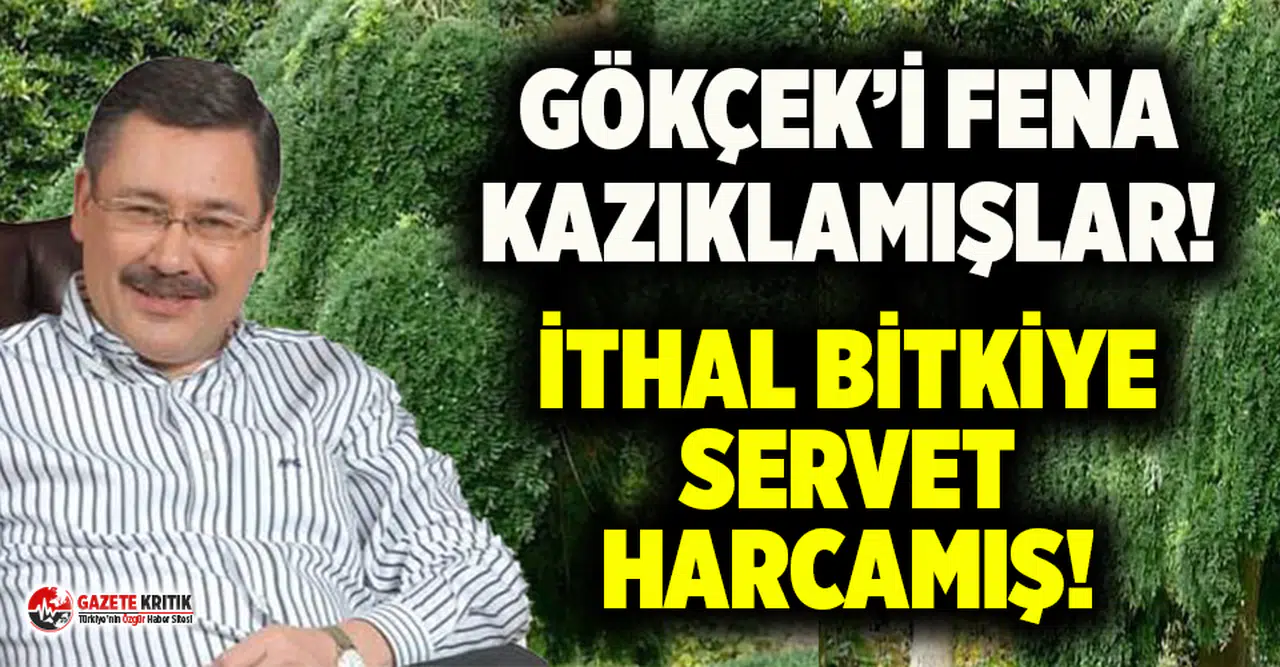 Cedrus Deodora Pendula’da Melih Gökçek’i fena kazıklamışlar!